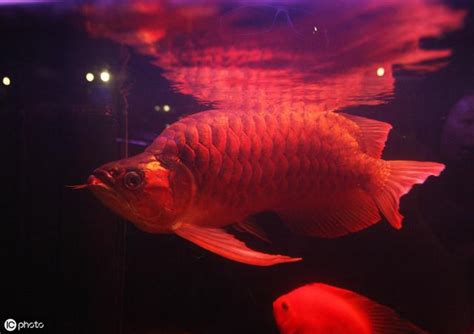 紅龍魚可以吃嗎|【紅龍魚可以吃嗎】怒炸「超貴紅龍魚」！貴婦火大：龍魚能吃。